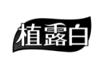 植露白