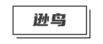 逊鸟